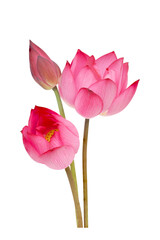 pink lotus flower or water lily isolated on white background