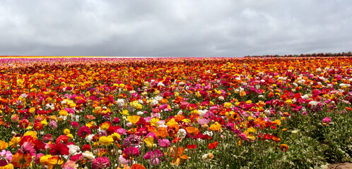 Moody sky over field of multi colored ranunculus flowers in southern California United States