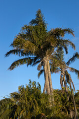 Fototapeta na wymiar Palmtree at Bayfield park Auckland New Zealand