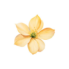 watercolor-of-compressed-petals-in-the-middle-position-with-no-background-embracing-minimalism