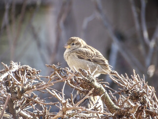 A sparrow sits on a branch