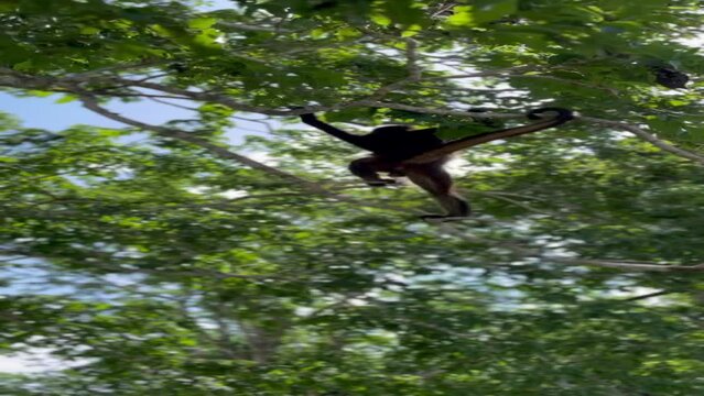 Hermosos mono ara&ntilde;a en las ruinas de Calakmul