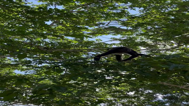 Hermosos mono ara&ntilde;a en las ruinas de Calakmul