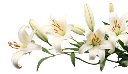 Elegant blooming lilies with buds, cut out