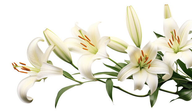 Elegant blooming lilies with buds, cut out