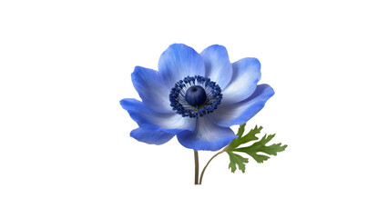 Blue anemone flower isolated on transparent background.