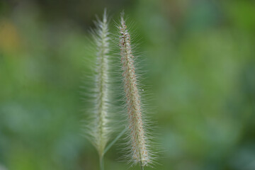 Grass flowers are clumps of grass fluttering in the wind.