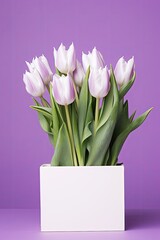 Blooming bouquet of white tulips in a white vase