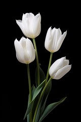 Four white tulips arranged in a vase on a black background