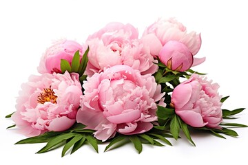 Pink Peonies in a Garden