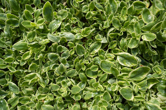 Mesembryanthemum Cordifolium" Images  Browse 186 Stock Photos, Vectors,  and Video | Adobe Stock