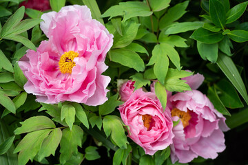 Pink Peony flower close up. Peonies flower