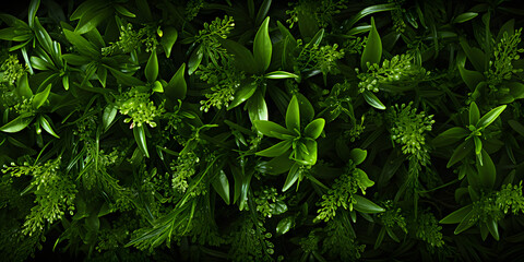 Fototapeta premium Close up of Fresh Green Leaves Background with Water Drops