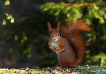 Red squirrel, Sciurus vulgaris sitting under the tree in the freezing sunny winter day in the woods at the Stromovka park, Prague, Czech Republic.