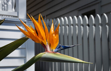 Flower in front of Victorian wooden house at Richmond road. Auckland New Zealand. 