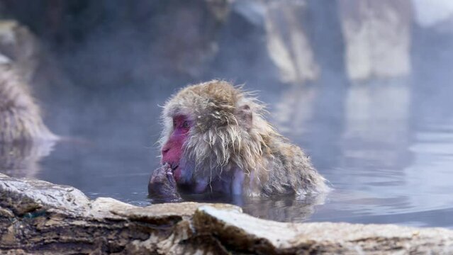 Snow Monkey Park, Jigokudani Yaen Koen, in Nagano perfecture Japan