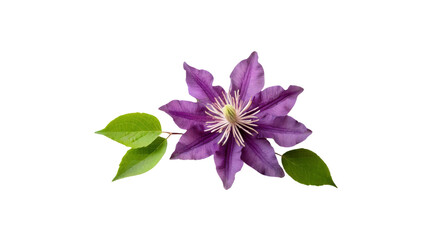 Purple clematis flower isolated on transparent background.