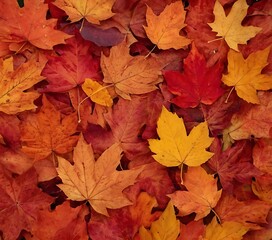 Gradient of autumn leaves from deep orange to red