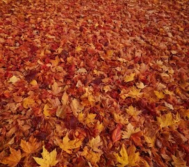 Gradient of autumn leaves from deep orange to red