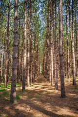 Tree Groove at Tionesta Lake in the rugged hills of northwestern Pennsylvania