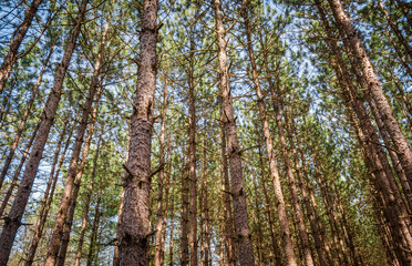 Tree Groove at Tionesta Lake in the rugged hills of northwestern Pennsylvania