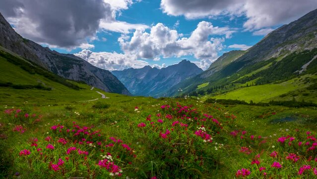 Meadow with flowers in mountains in front alps mountains karwendel austria alps mountains time lapse video in 4K. Alps sommer.