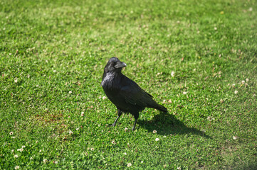 Black crow, raven bird living on grass in the park