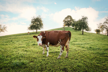 Fototapeta na wymiar Dairy cow grazing on hill in rural scene at farmland village