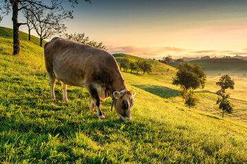Cow grazing on rolling hill in peaceful village during the morning at Switzerland - obrazy, fototapety, plakaty