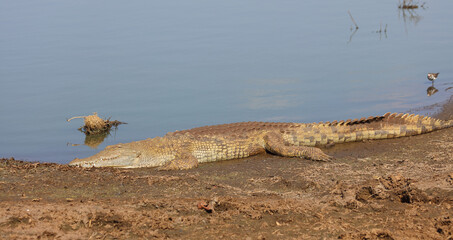 Nilkrokodil / Nile crocodile / Crocodylus niloticus
