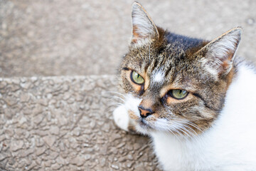 Fototapeta premium Cat portrait