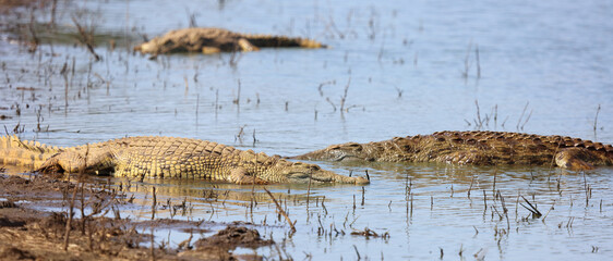 Nilkrokodil / Nile crocodile / Crocodylus niloticus
