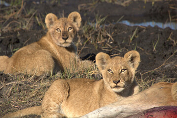 Lion Cubs Laying Down