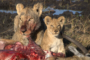 Lions Eating