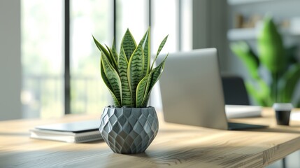 Snake plant in modern office for clean air, on wooden desk. Eco-friendly office has snake plant for better creativity and air. 