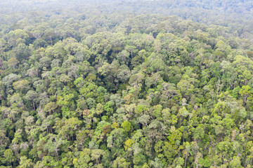 Aerial view of the Borneo rainforest. © Yusnizam Yusof