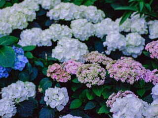 Hydrangeas are pink, blue, lilac, violet. Purple flowers are blooming in spring and summer. Colorful and various types of hydrangea for background