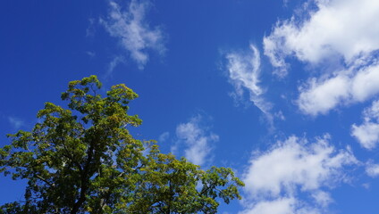 sky, tree, cloud