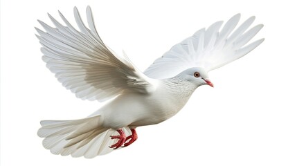 Obraz premium A white pigeon in flight on a white background.