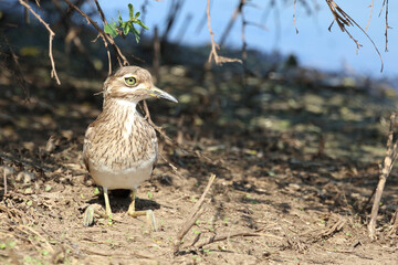 Wassertriel / Water thick-knee / Burhinus vermiculatus.