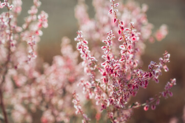 bush Atraphaxis virgata blooming with pink flowers in the steppes of Asia in Kazakhstan
