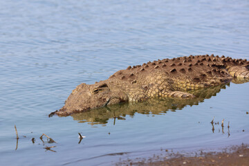 Nilkrokodil / Nile crocodile / Crocodylus niloticus