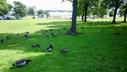 view of birds in Helsinki