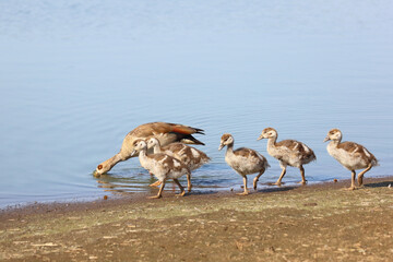 Nilgans / Egyptian goose / Alopochen aegyptiacus.