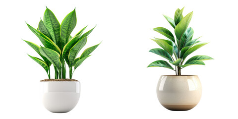Chic Plant Pot Set Isolated on Transparent or White Background, PNG