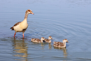 Nilgans / Egyptian goose / Alopochen aegyptiacus.