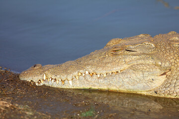 Nilkrokodil / Nile crocodile / Crocodylus niloticus