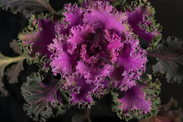 flowering ornamental cabbage close up