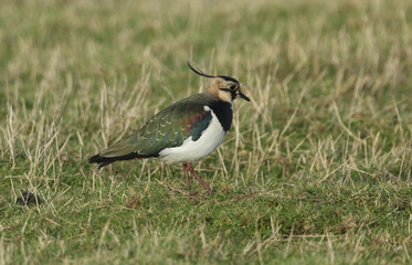A Lapwing, Vanellus vanellus, feeding in a meadow in winter.