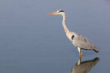 Afrikanischer Graureiher / Grey heron / Ardea cinerea